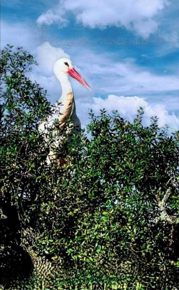Casa Dona Antonia - Monsaraz Panzió Kültér fotó